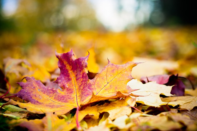 září - padání listí