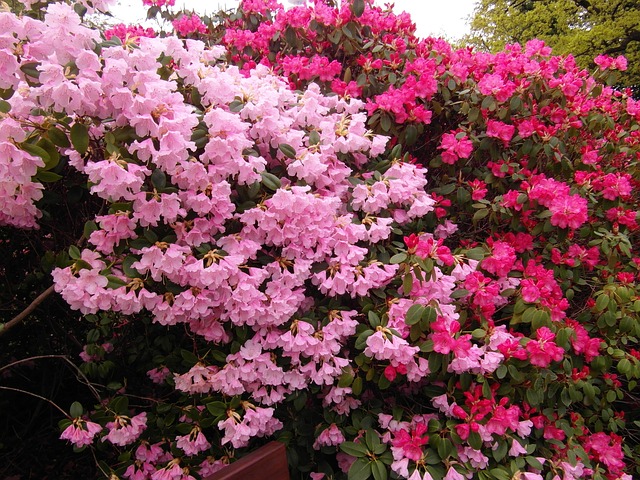 růžový rododendron